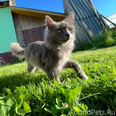Пропал кот Мусик, улица Пушкина