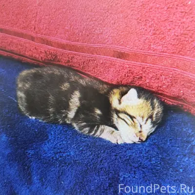 Найден слепой котёнок, автостоянка