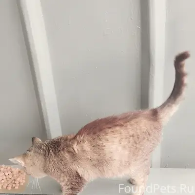 Найдена кошка, Кондратово