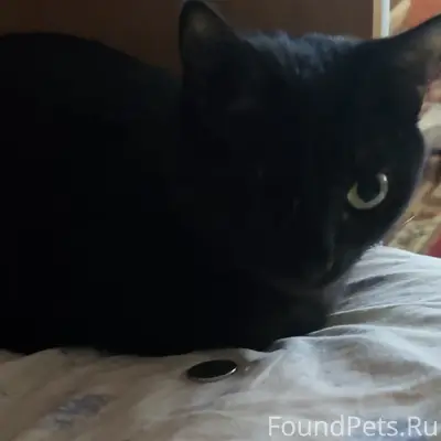 Пропала чёрная одноглазая кошка, Мичурино
