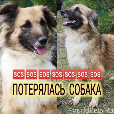 Пропала собака Лесси, Тула