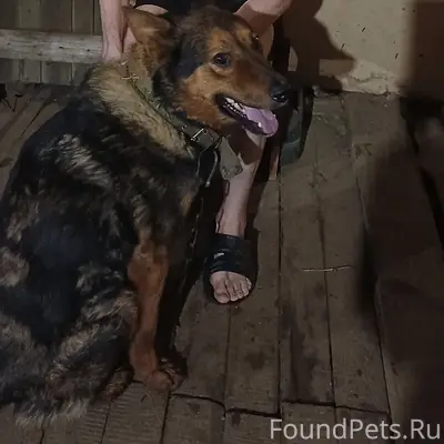 Пропал пёс Мишка