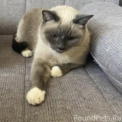 ПРОПАЛА КОШКА АСЯ 