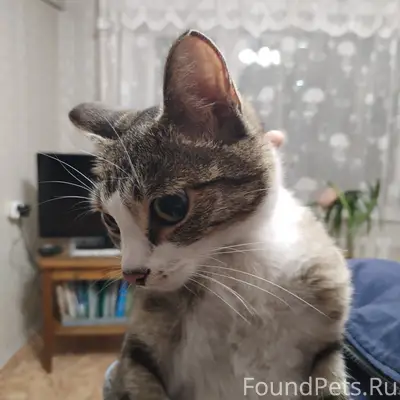 Нашли кошку. Красноказачья, 112, 2 подъезд. Сидела в электрощитке. ИЩЕМ ХОЗЯЕВ
