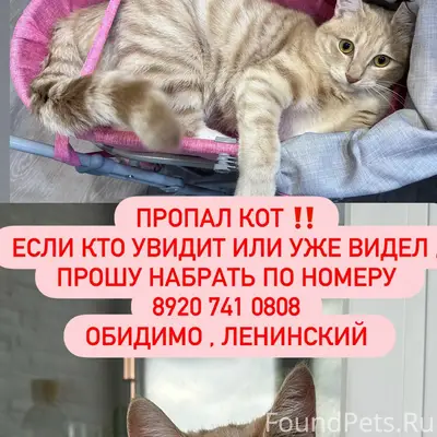 Пропал кот