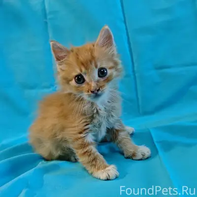 Пропал котёнок, Калуга