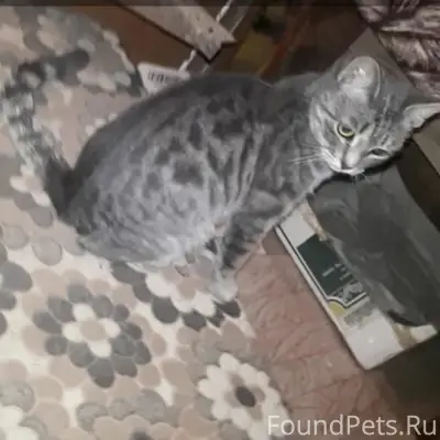 Пропала кошка Мишель, Пятигорск, ул. Нежнова
