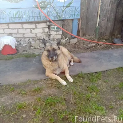 Пропал пёс Волк