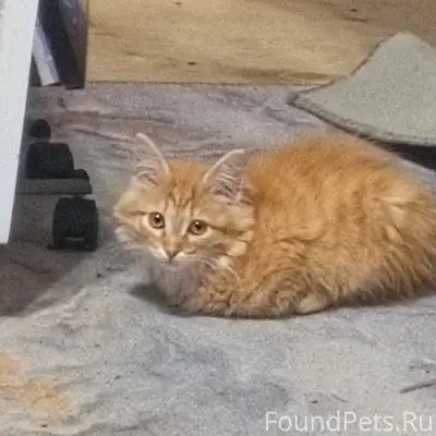 Пропал котёнок, улица Луговая