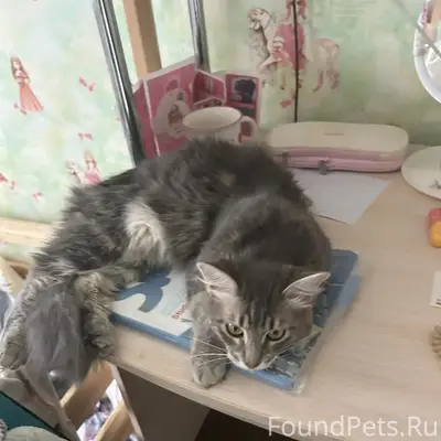 Пропал домашний кот, ул. Умрихина, 23