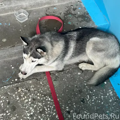 Пропала девочка хаски Луна, Кедровый Лог, Сургут