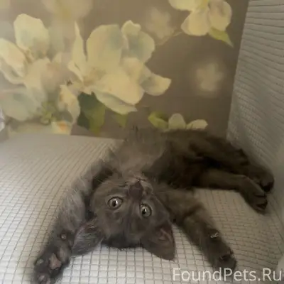Пропал серый котёнок, район парка Алтынова