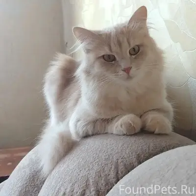Пропала кошка Варя, Великий Новгород, ул. Менделеева