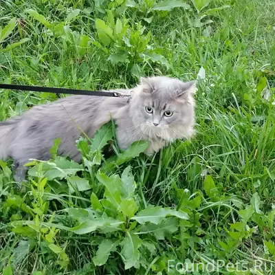 Пропала кошка Буся, Ленинградский проспект