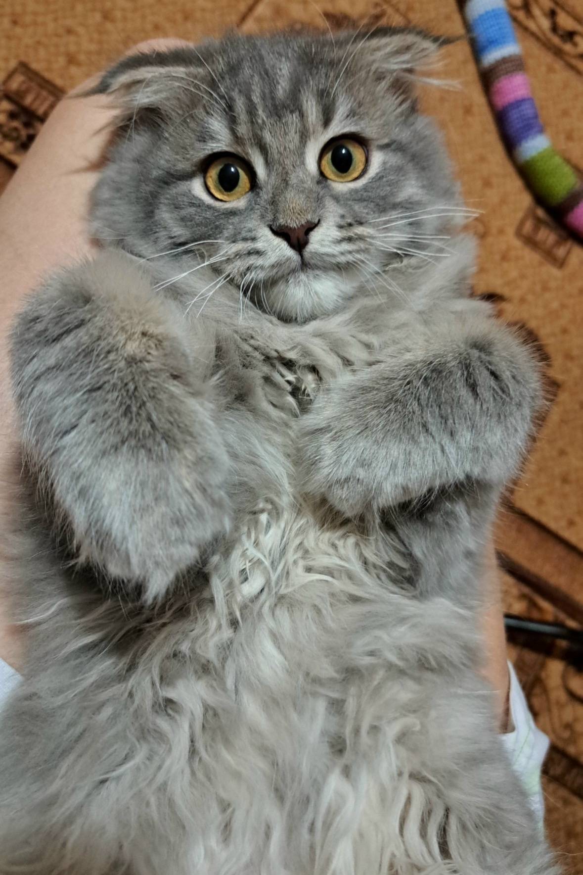 Пропала кошка Дымка, Богомягкого 14