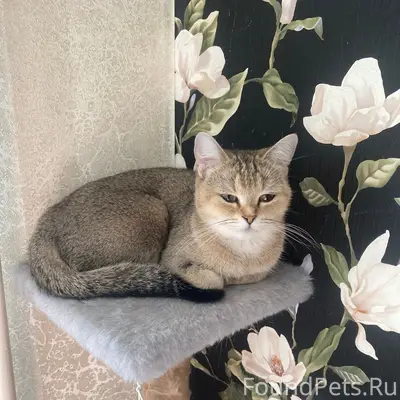 Пропала золотая шиншилла Буся, улица Хузангая