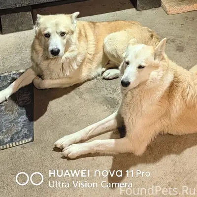 Пропали собаки, Волотово и близлежащие деревни