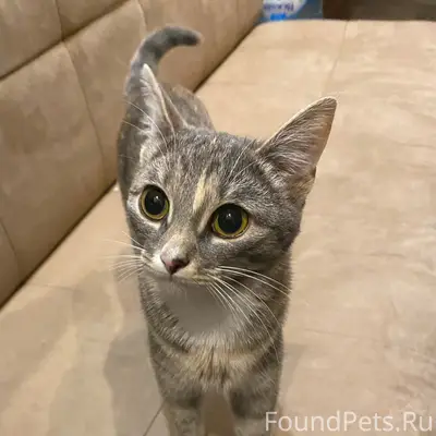 Пропала кошка Пышка, Ульяновский переулок