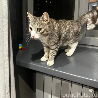 Найден кот, район Серова 18