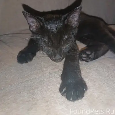 Найден котёнок, подъезд