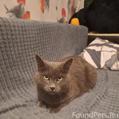 Найдена кошка, Бегичева 32