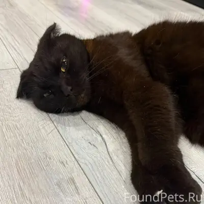 Найден вислоухий кот, район ДОСААФ