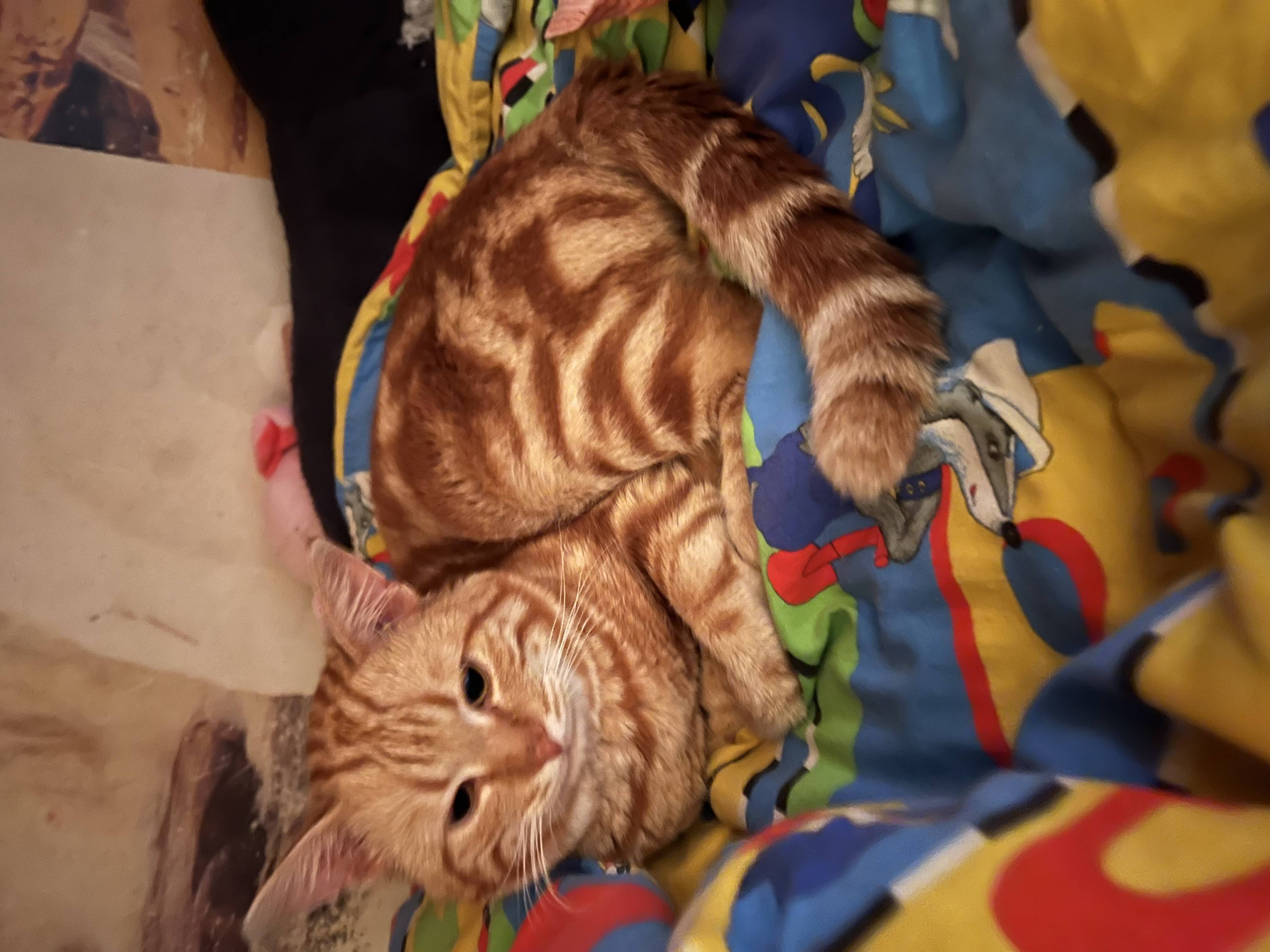 Рыжий мраморный  кот