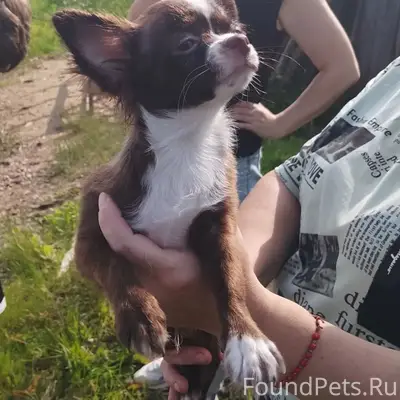 Пропал чихуахуа Арчик, район Ферсмана