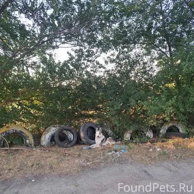 Найден предположительно лайка, Суворовский район