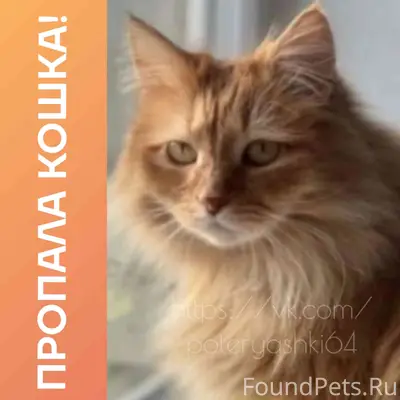 Пропала кошка, Саратов, ул. Большая Казачья