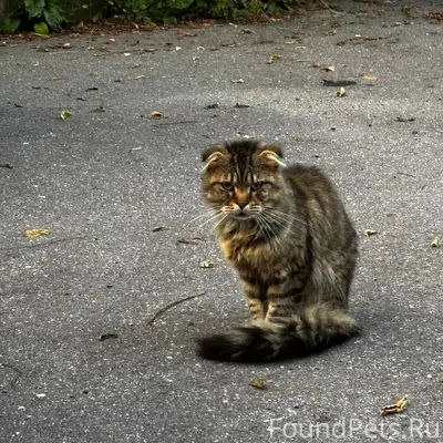 Найден вислоухий кот, ул. Дзержинского