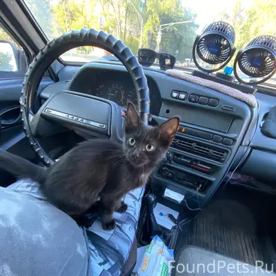 Найден чёрный котёнок, Тольятти