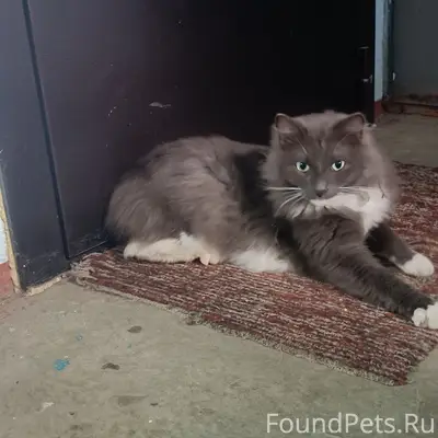 Найден кот, Союзная 85