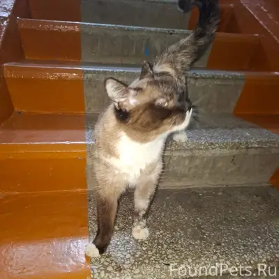 Видела кошку