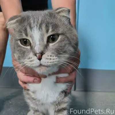 Найден кот, Чаплина 125