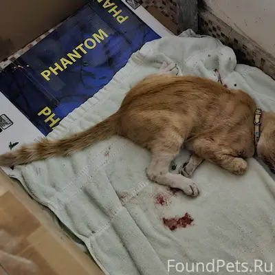 Найден рыжий кот с розовым ошейником, Евпатория