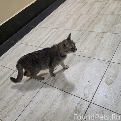 Найдена кошка, Колычёво