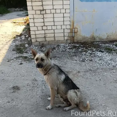 Пропали собаки Джесси и Друг, Марачово