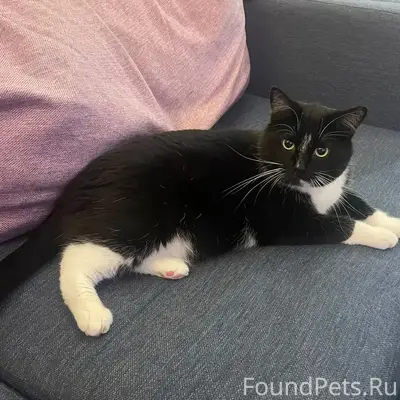 Пропал кот Мурзик, Серёжино