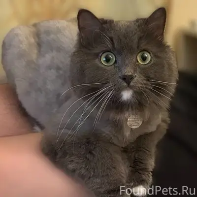 Пропала кошка Муся, г. Королёв