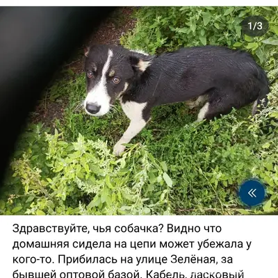 Пропал щенок, улица Зелёная