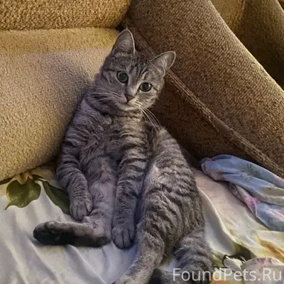 Пропала кошка, 8 мкр.
