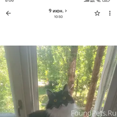 Пропал кот, черно-белый, КЗТЗ