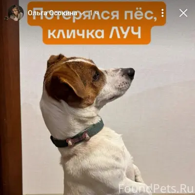 Пропал Джек Рассел Луч