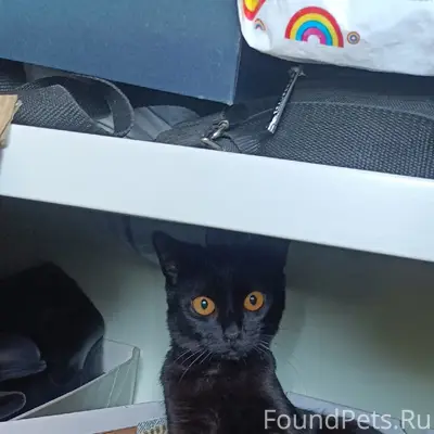 Найден молодой котик, ищет дом