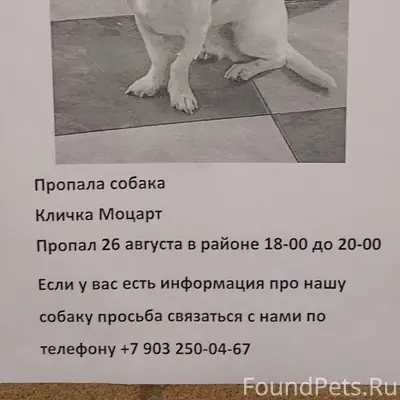 Пропала собака, Черноголовка, Макарово