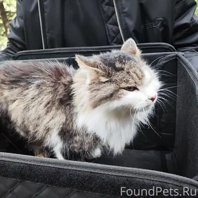 Найден котик с поврежденной лапкой