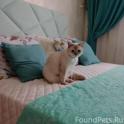 Пропала шотландская кошка, Супсех
