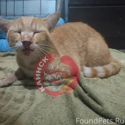 Найден кот, улица Каинская