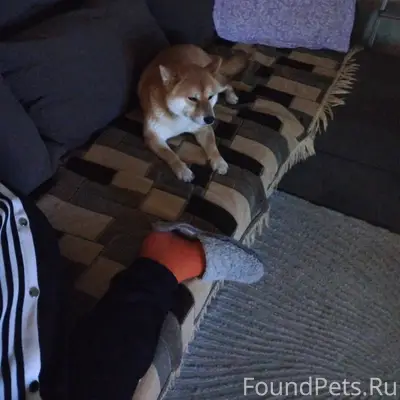 Пропал пёс Кай